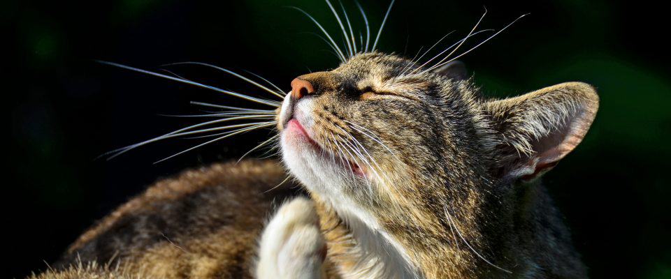 Kedilerde Kulak Kaşıntısı Nedenleri ve Tedavisi