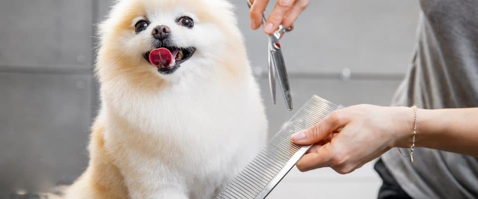 Köpekler Yazın Tıraş Edilmeli Mi?