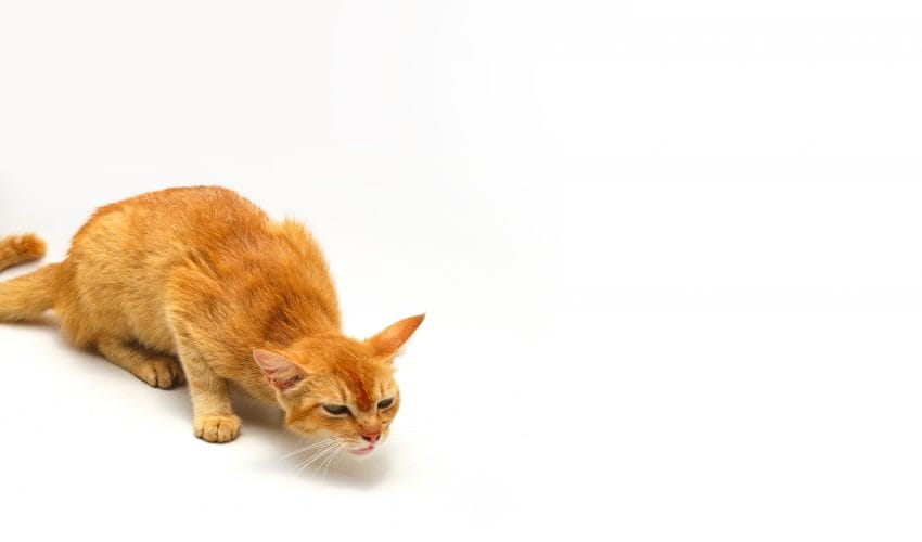Kedilerde Kusmaya Neden Olan Hastalıklar