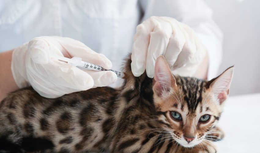 Kedilerde Lösemi Aşısı Hakkında Bilinmesi Gerekenler