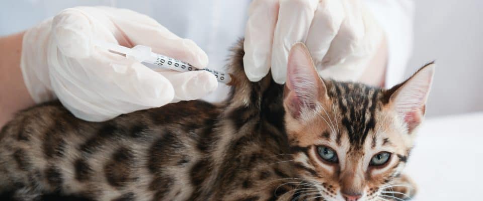 Kedilerde Lösemi Aşısı Hakkında Bilinmesi Gerekenler