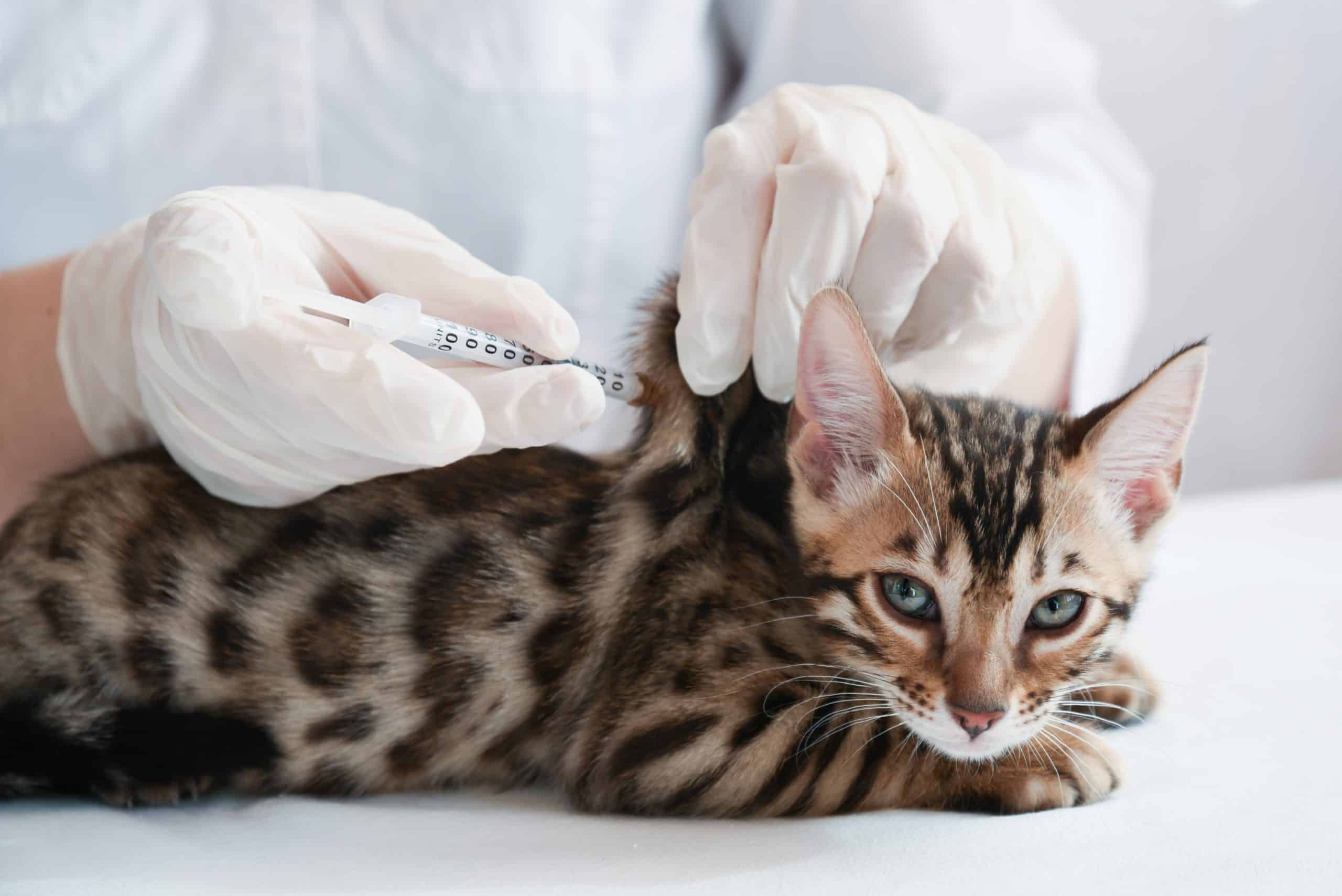 kedi lösemi aşısı