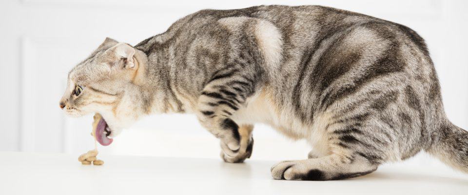 Kedilerde Mide ve Bağırsak Rahatsızlıkları Nelerdir?