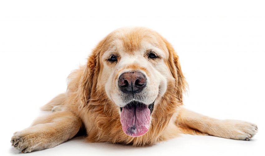 Köpeklerde Gırtlak Felçi (Laringeal) Nedenleri & Tedavisi
