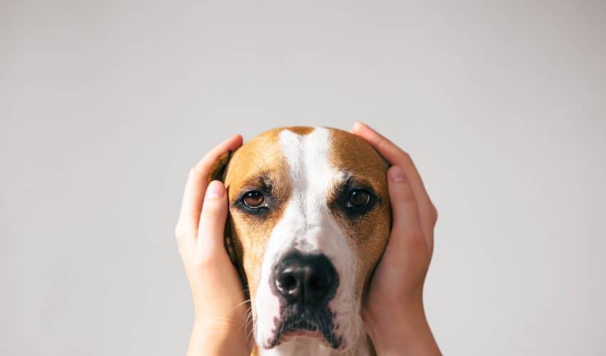 Köpeklerde Stres Belirtileri & Nedenleri