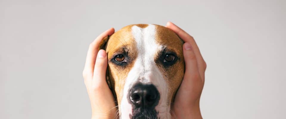 Köpeklerde Stres Belirtileri & Nedenleri