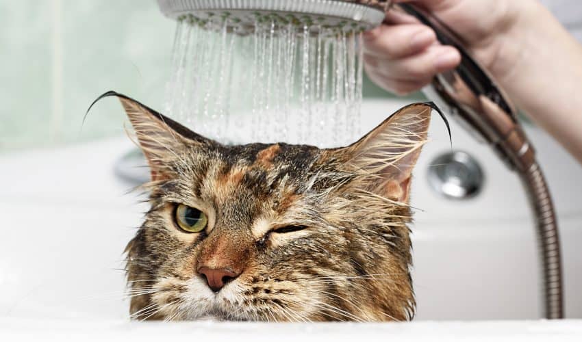 Kedimin Kulağına Su Kaçarsa Ne Yapmalıyım? Kedilerde Kulak Akıntısı