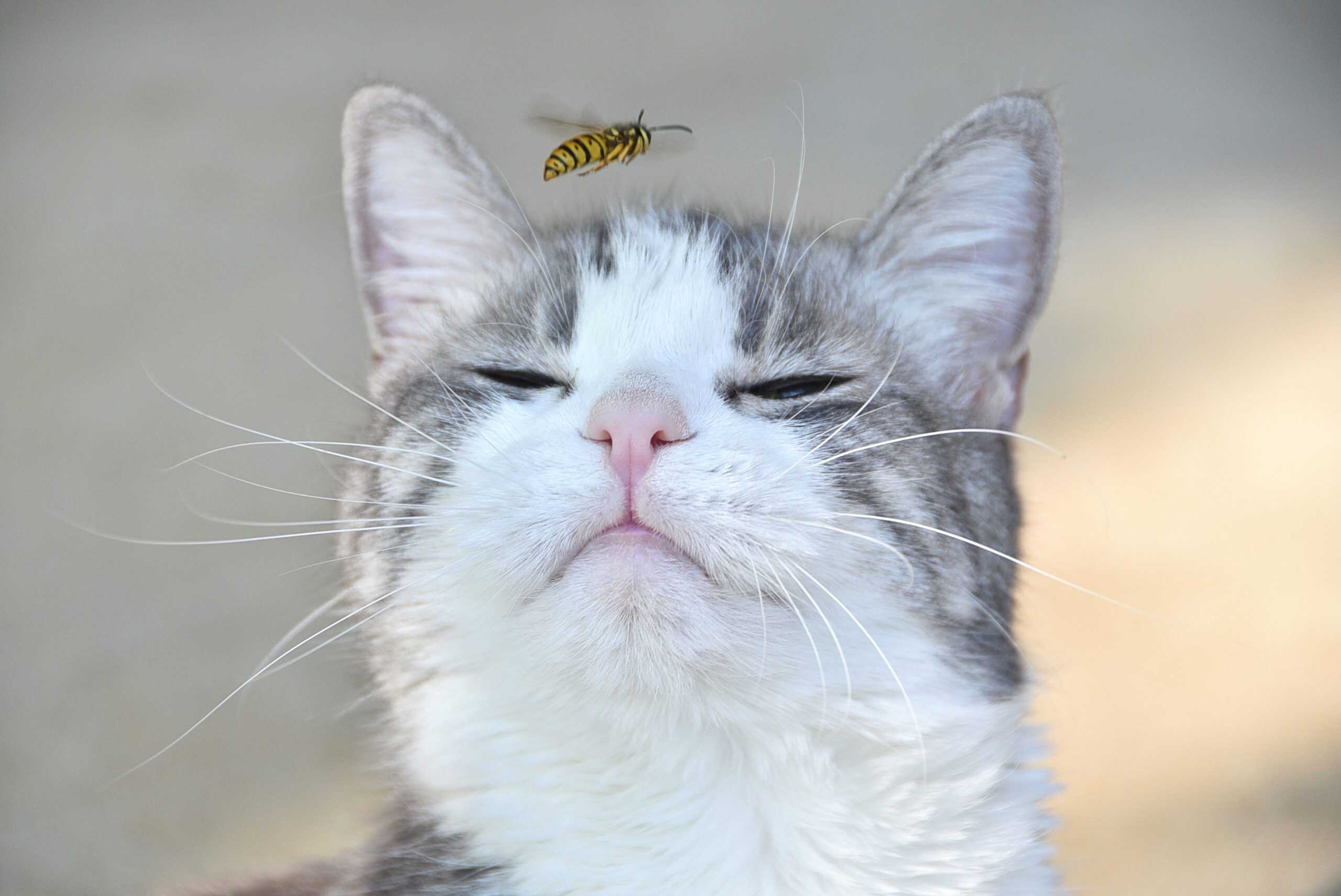 kedilerde arı sokması