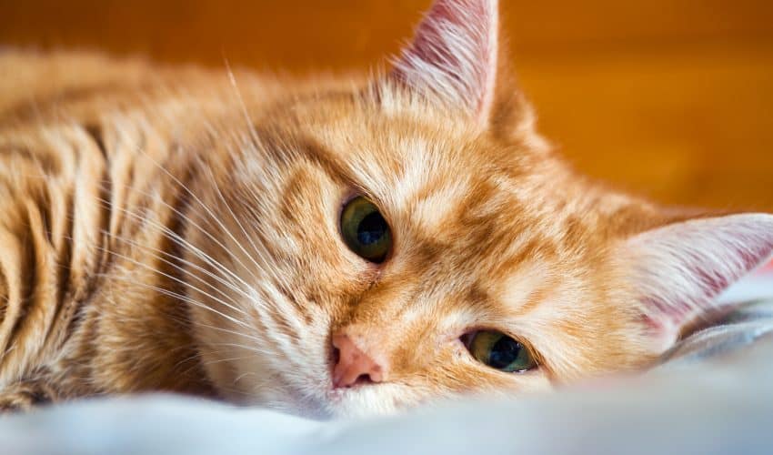 Kedilerde İç Kanama Nasıl Anlaşılır?