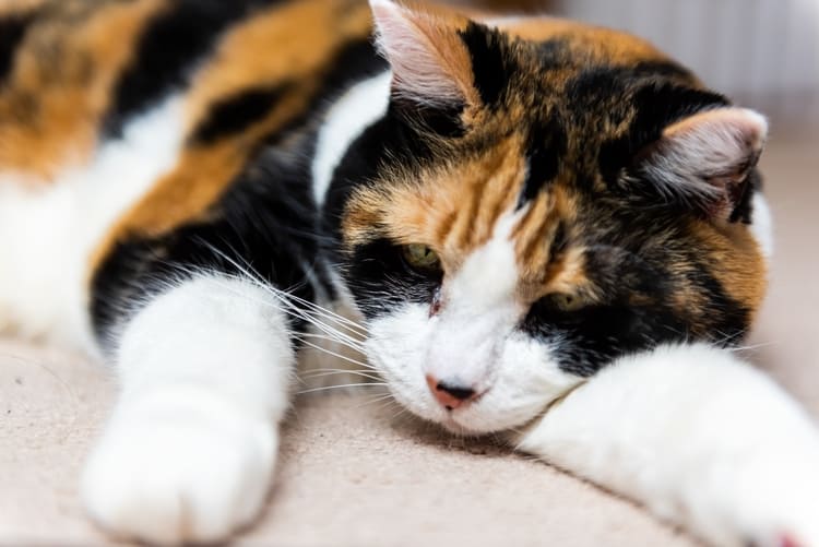 Kedilerde İdrar Yolu Tıkanıklığı Nedenleri ve Tedavisi