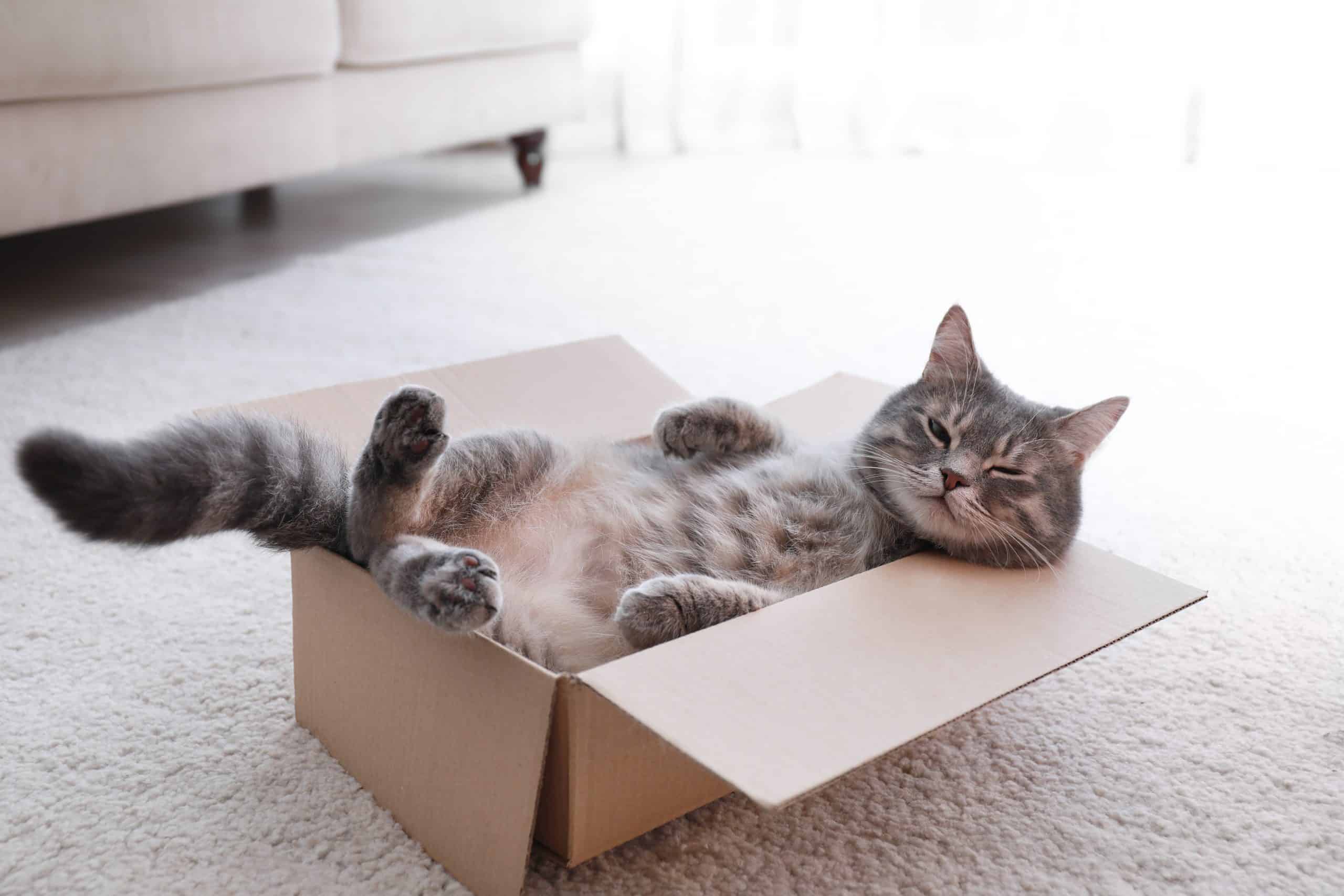 Котенок пришел в дом. Котик в картонной коробке. Огромная коробка кошка. Коту скучно. Кошки Shutterstock.