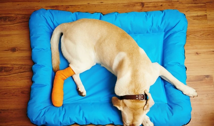 Köpeklerde Kemik Kırılması Teşhisi ve Tedavisi