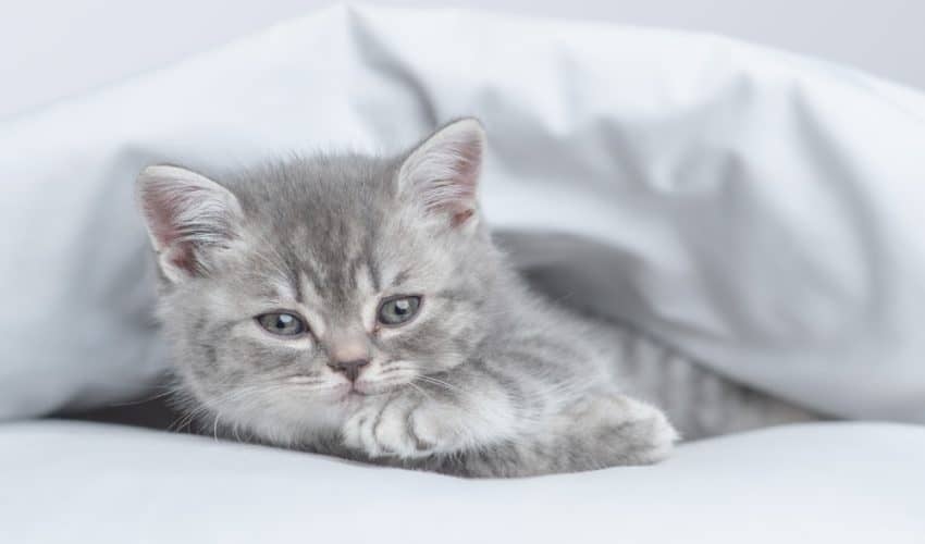 Kedilerde Gençlik Hastalığı (Panlökopeni) Belirtileri ve Tedavisi
