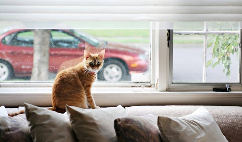Kediler Evde Tek Başlarına Ne Kadar Kalabilir?