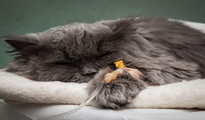 Kedilerde Pankreatit (Pankreas İltihabı) Nedenleri ve Tedavisi