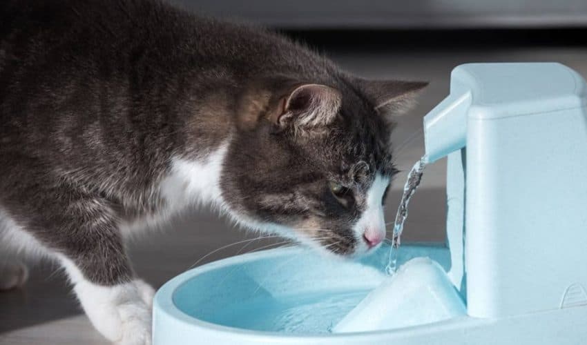 Kediler Soğuk Su İçer mi? Su İçme Alışkanlıkları ve Beslenme İpuçları