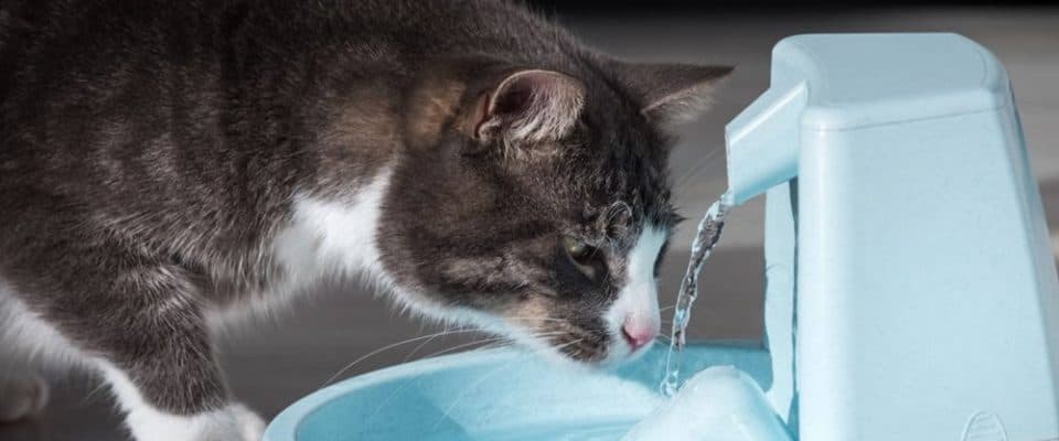 Kediler Soğuk Su İçer mi? Su İçme Alışkanlıkları ve Beslenme İpuçları