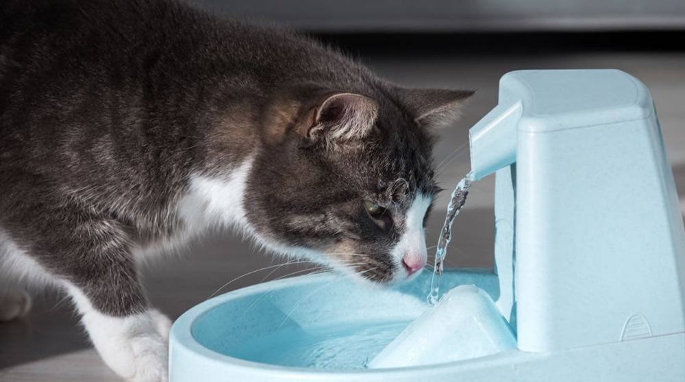 Kediler Soğuk Su İçer Mi?