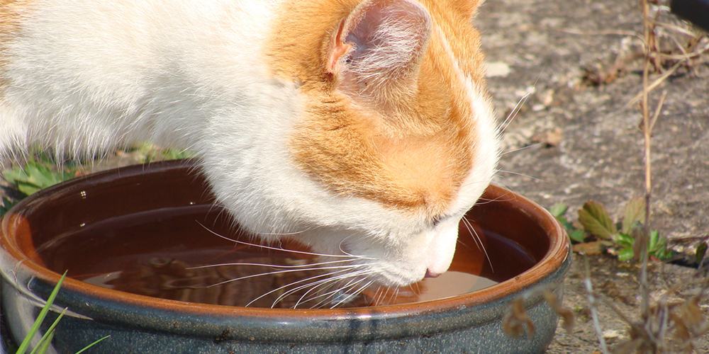 Kedilerin Soğuk Su İçme Davranışı