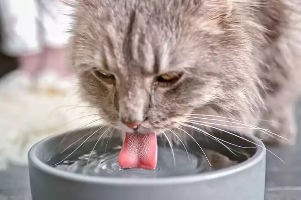 Kediler Soğuk Su İçer Mi?