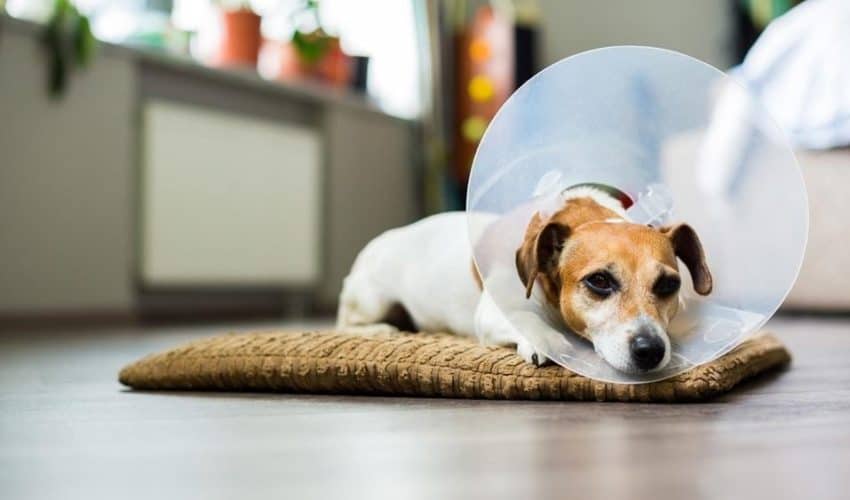 Köpeğinizi Kısırlaştırmanın Önemi: Sağlık ve Davranış Etkileri