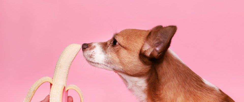 Köpekler Muz Yer mi?: Sağlıklı Bir Lezzet Mi, Yoksa Riskli Bir Tercih Mi?