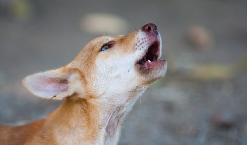 Köpekler Neden Ulur ve Nasıl Önüne Geçilir? Bilmeniz Gerekenler ve Etkili Yöntemler