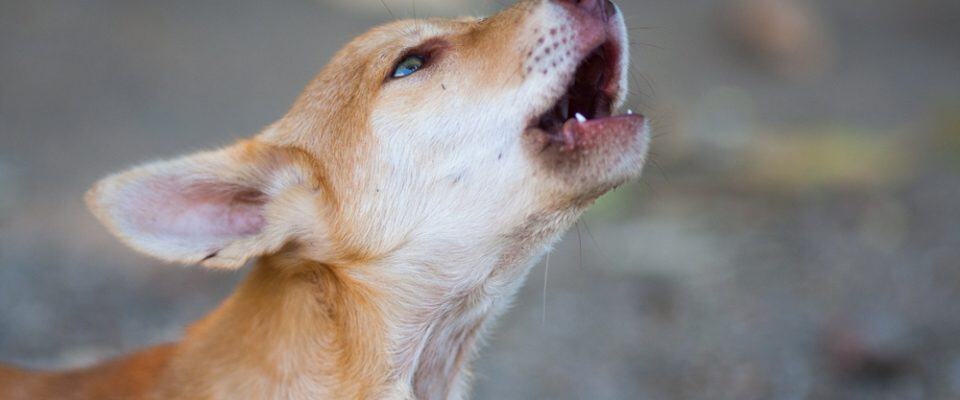 Köpekler Neden Ulur ve Nasıl Önüne Geçilir? Bilmeniz Gerekenler ve Etkili Yöntemler