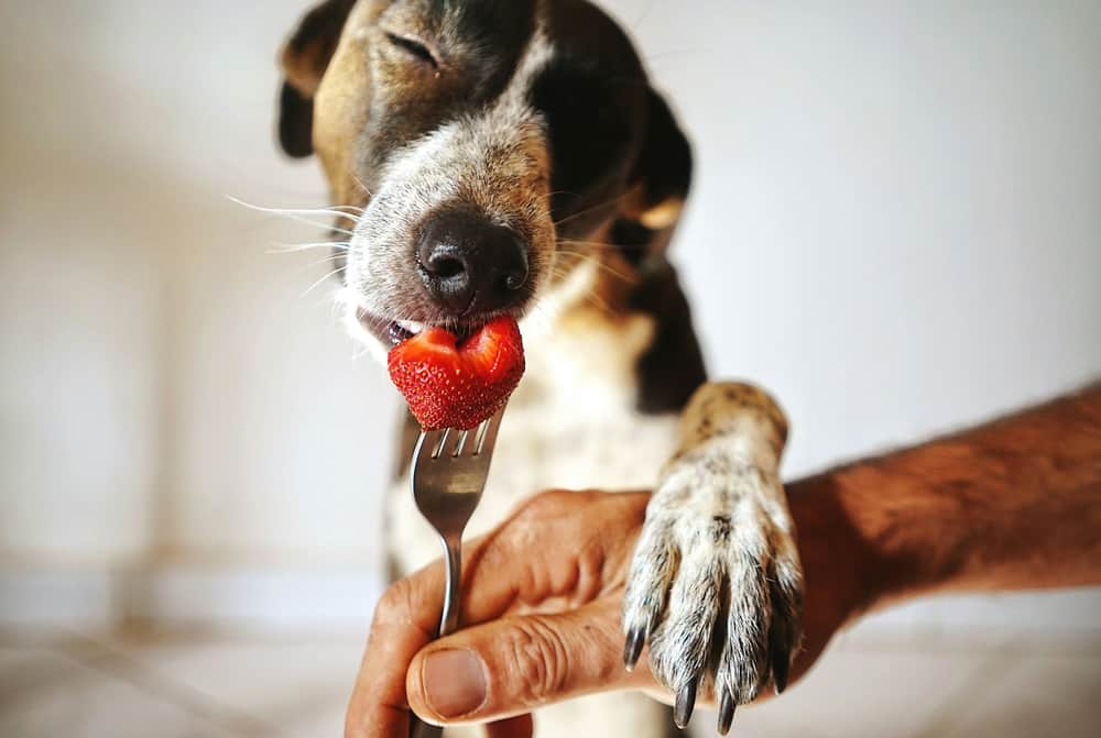 Köpeklere Verilen Meyveler