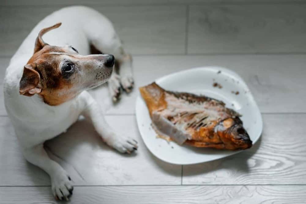 Köpekler Balık Yer Mi?