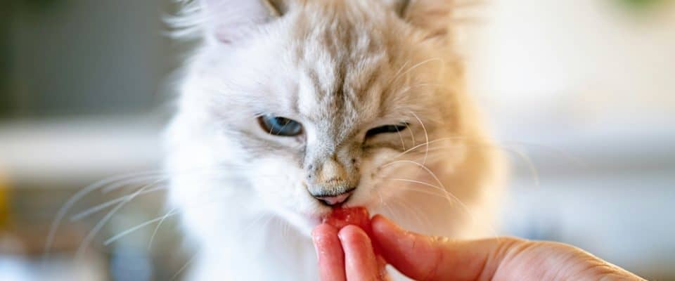 Yavru Kediler Salam Yiyebilir Mi?