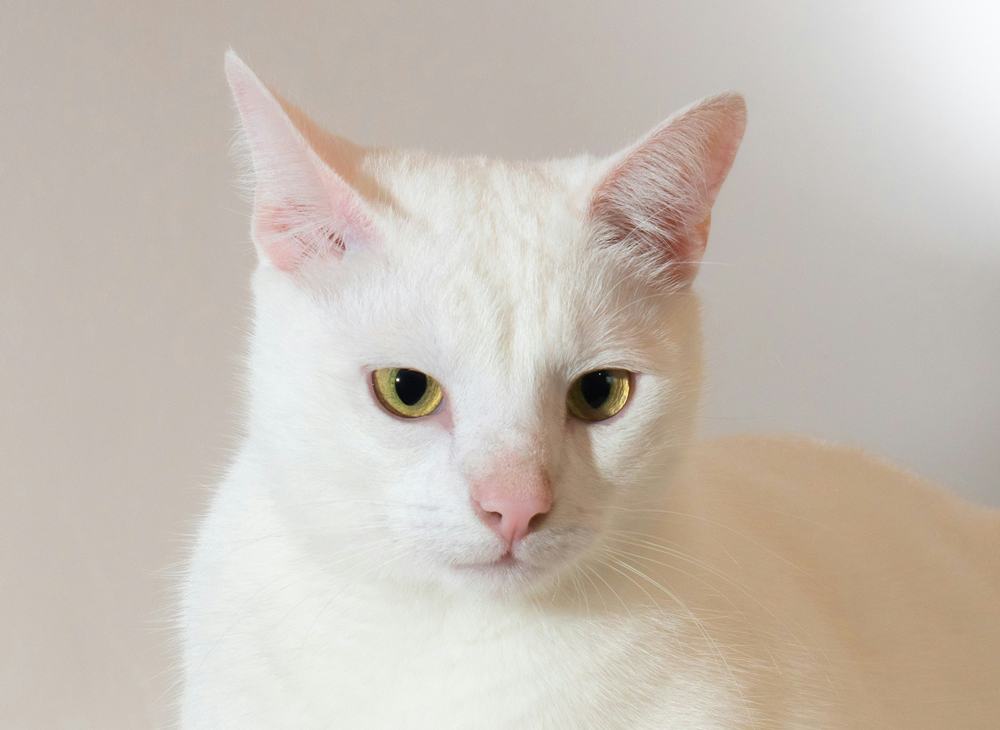 Beyaz Tüylü Kedilerde Sağırlık