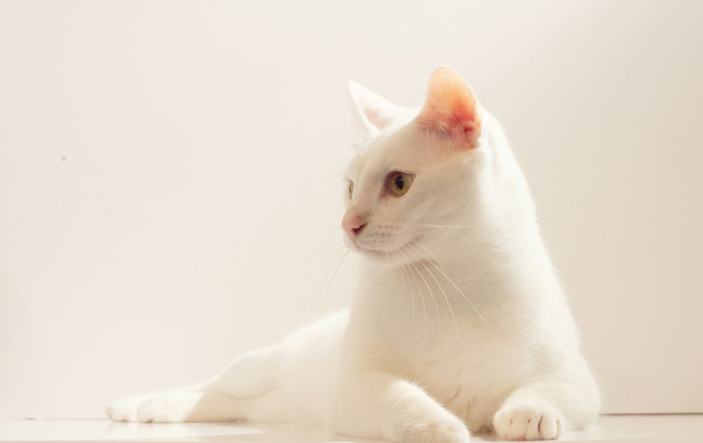 Beyaz Tüylü Kedilerde Sağırlık