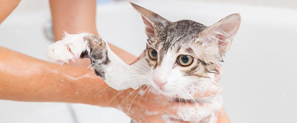 Dalin Şampuanıyla Kedi Yıkanır Mı? Bilmeniz Gerekenler