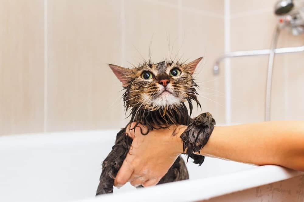 Kediler Şampuanla Yıkanır mı?