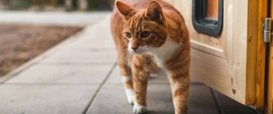 Kediler Evin Yolunu Bulabilir mi? Kedilerin Doğaüstü Yetenekleri