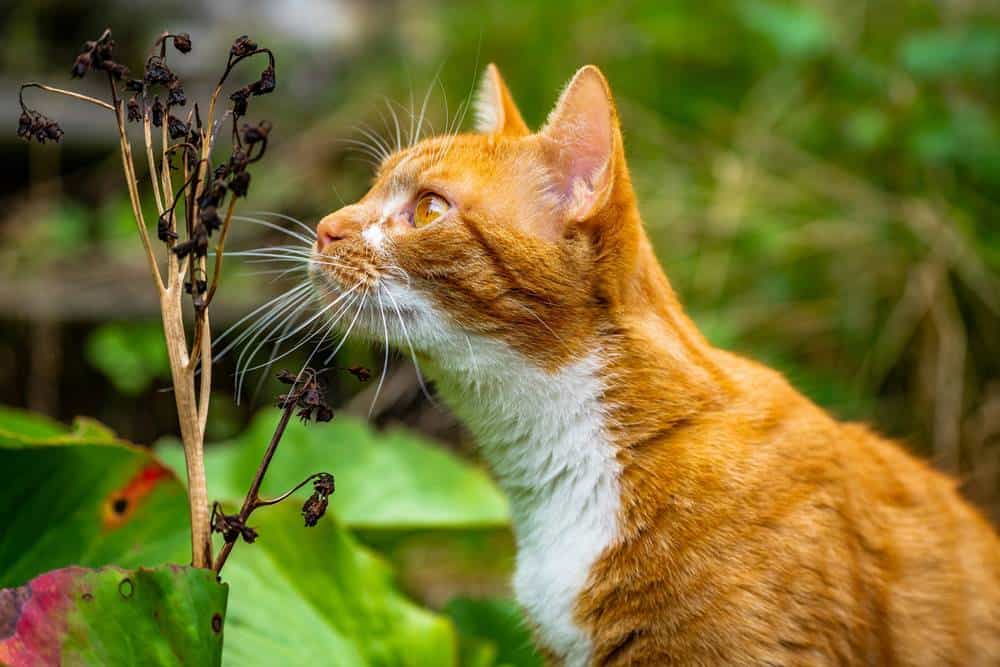 Kediler İçin Zararlı Böcekler Nelerdir?