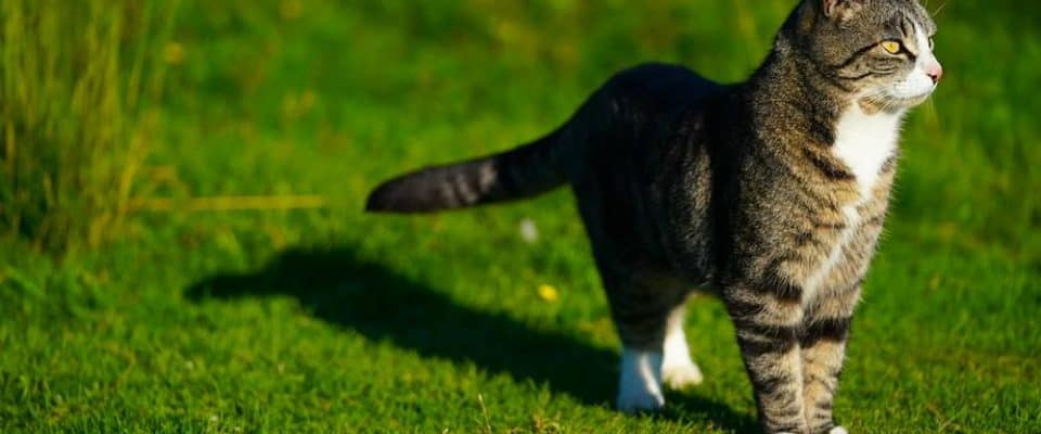 Kediler Neden Kuyruk Sallar: Kuyruk Hareketlerinin Ardındaki Sırlar