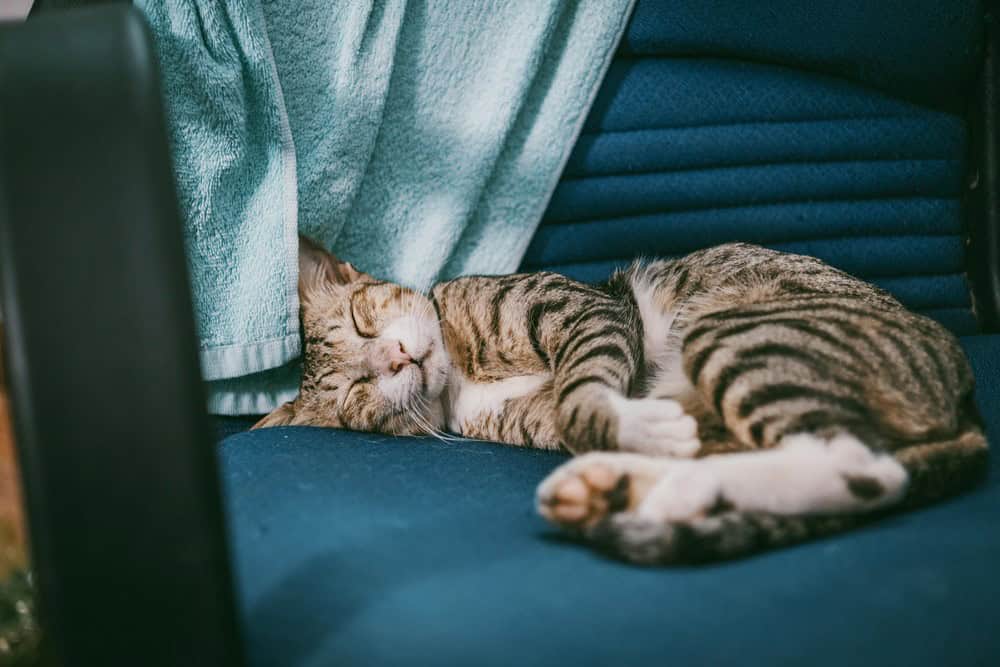 Kediler Rüya Görür mü?