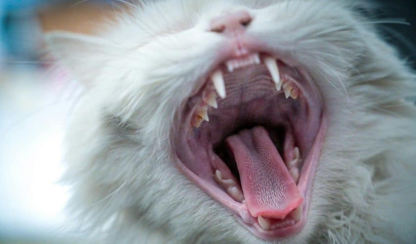 Kedilerde Diş Çürüğü Neden Olur, Nasıl Tedavi Edilir?