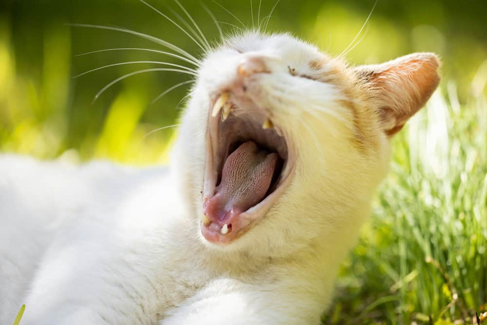 Kedilerde Diş Çürüğü Tedavisi