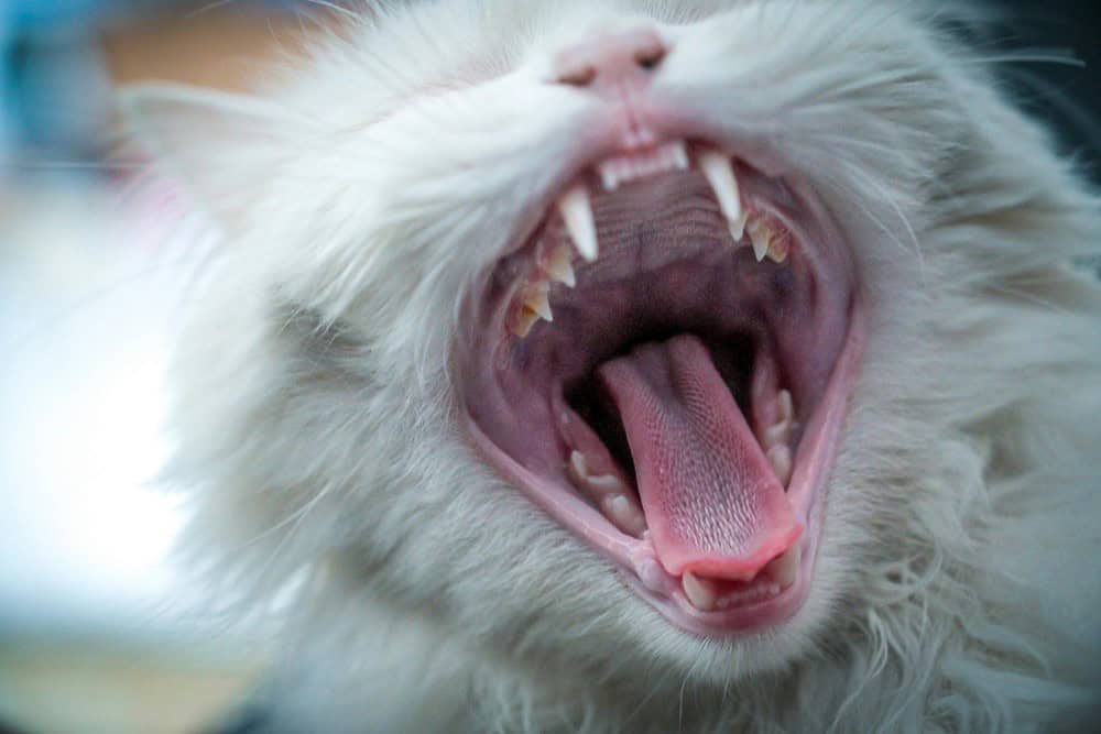 Kedilerde Diş Çürüğü