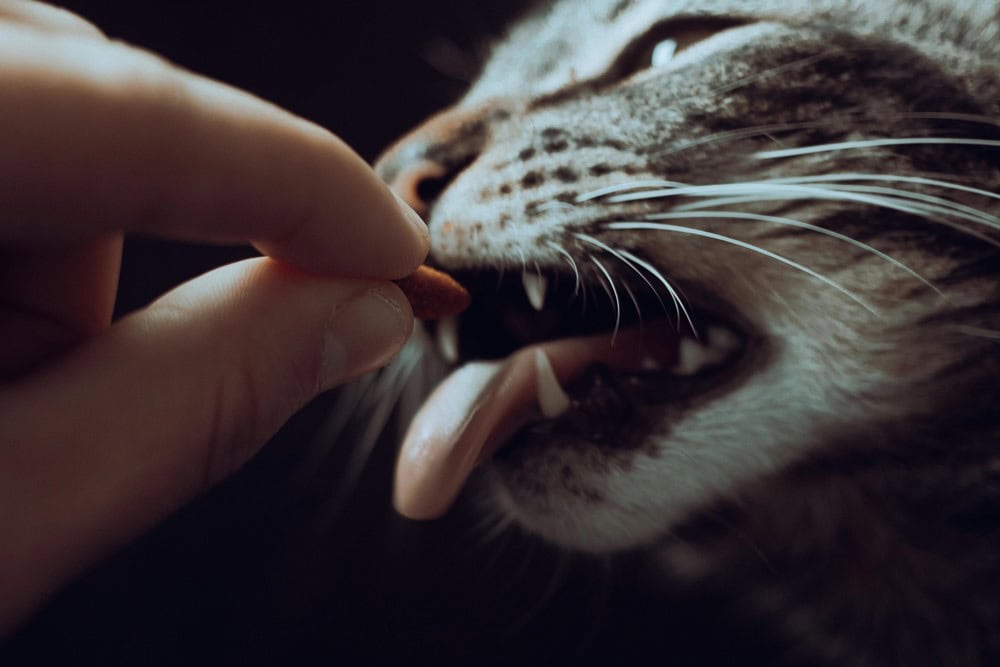 Kedilerde Diş Sağlığını İyileştirme