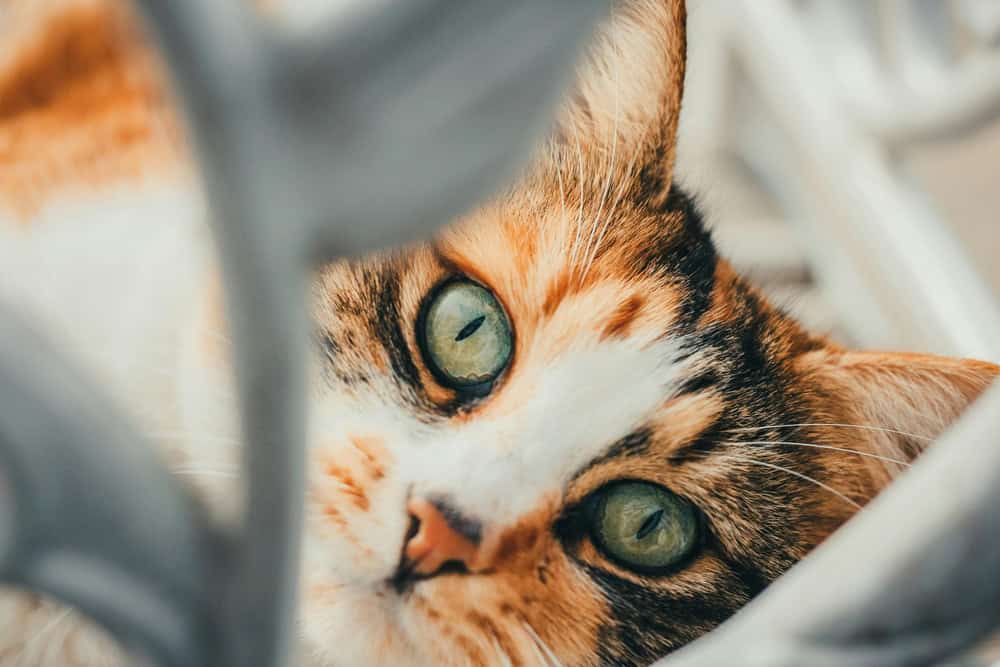 Kedilerde Doğru Beslenme ve Göz Sağlığı