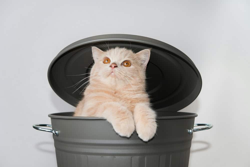 Kedilerde Günlük Tuvalet Alışkanlıkları