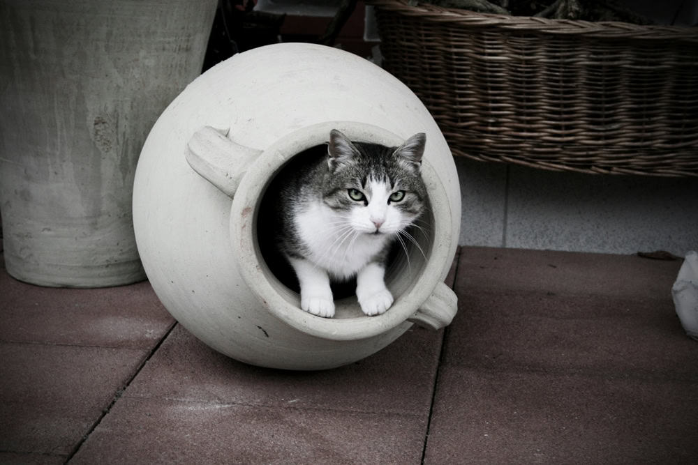 Kedilerde Günlük Tuvalet İhtiyacı Hakkında Bilgi