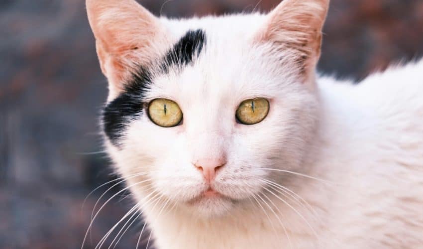 Kedilerin Göz Yapıları ve Fonksiyonları