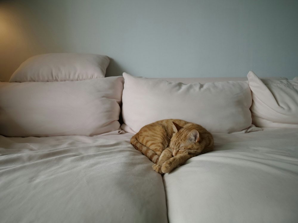 Kedilerin Rüya Görmesi Hakkında Bilgi