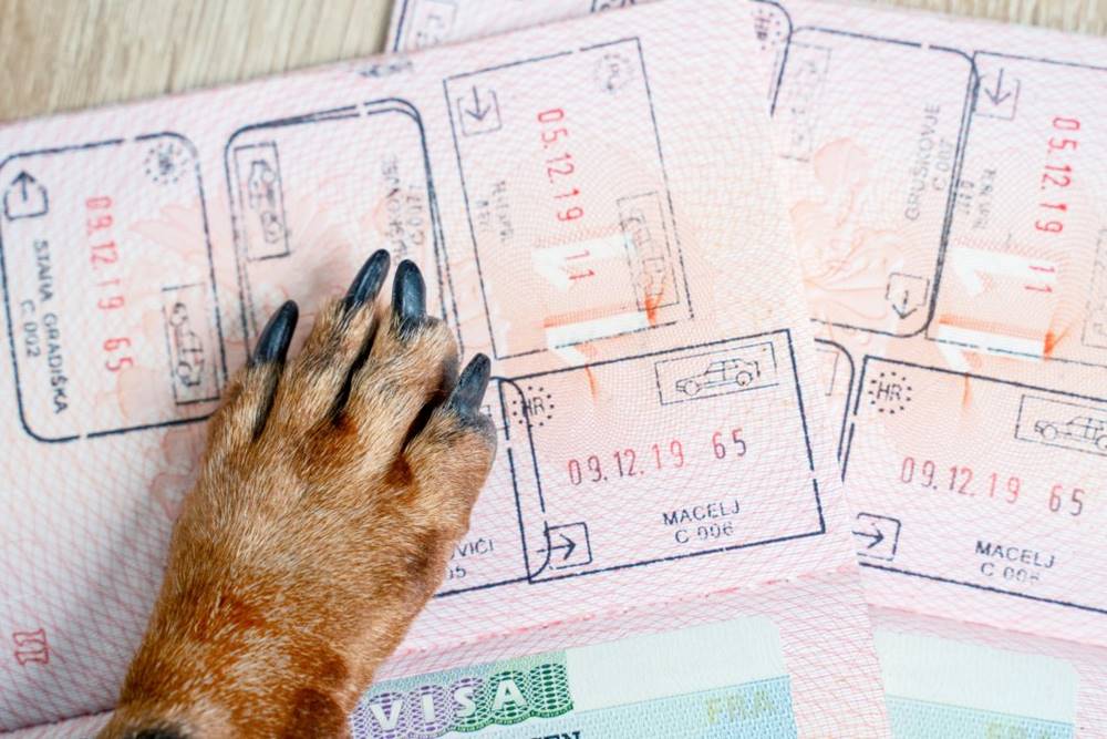 Evcil Hayvan (Pet) Pasaportu Nedir?