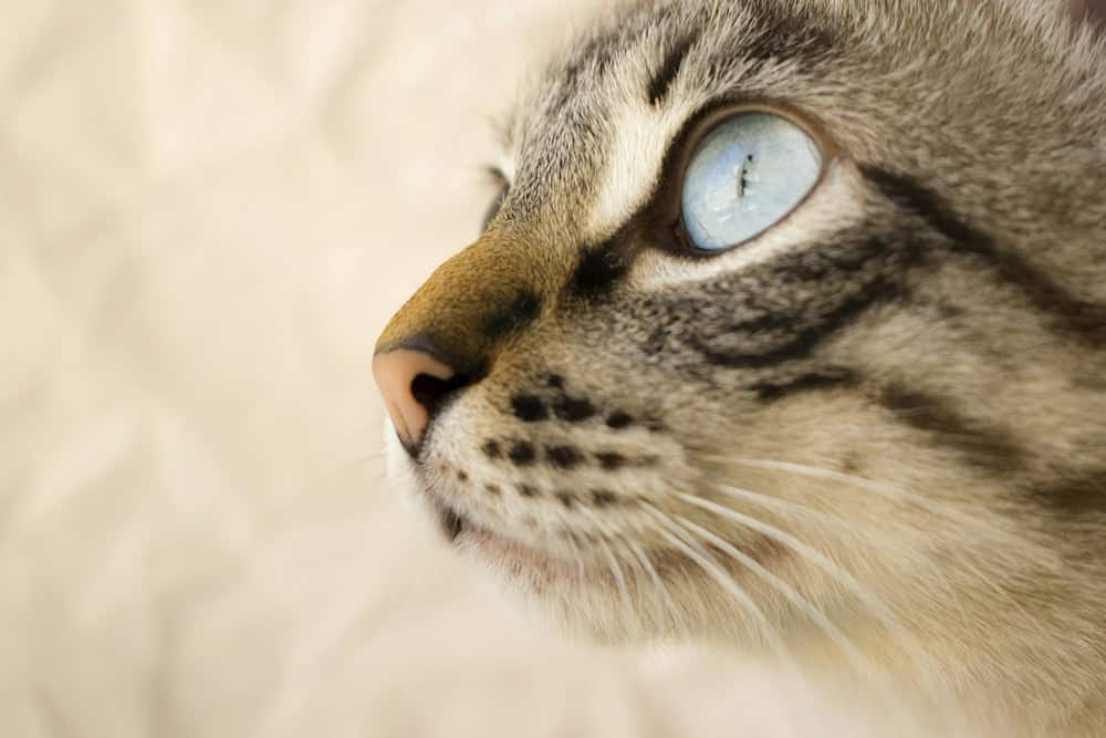 Sağlıklı Kedilerin Gözleri